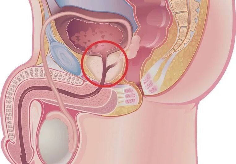 How does an erection occur